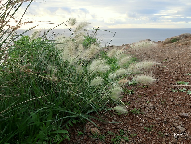 dochan huňatý Pennisetum villosum  R. Br. ex Fresen.