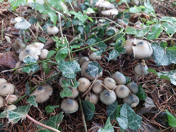 holohlavec moravský Psilocybe moravica Borov.