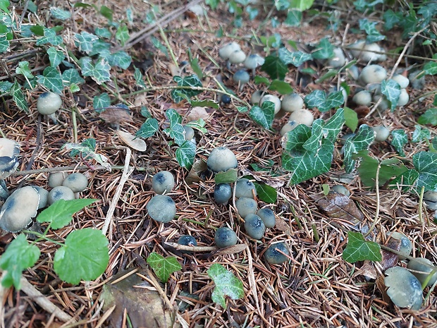 holohlavec moravský Psilocybe moravica Borov.