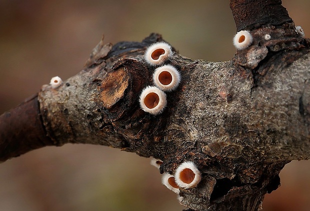 škľabka plstnatá Schizophyllum amplum (Lév.) Nakasone