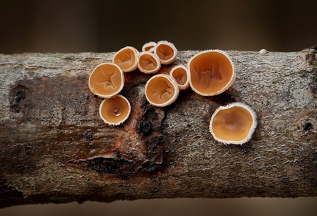 škľabka plstnatá Schizophyllum amplum (Lév.) Nakasone