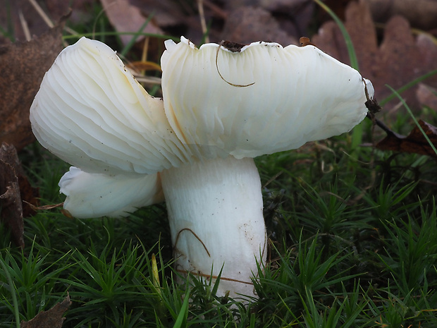 čírovka hodvábna Tricholoma columbetta (Fr.) P. Kumm.