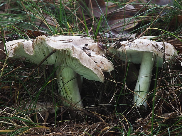 čírovka sivá Tricholoma portentosum (Fr.) Quél.