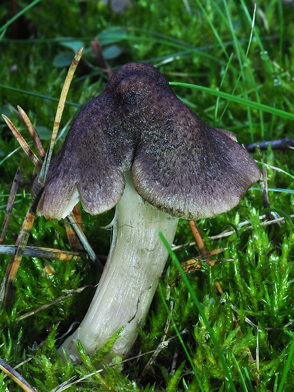 čírovka zemná Tricholoma terreum (Schaeff.) P. Kumm.