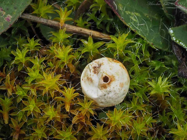 stopkovec zimný Tulostoma brumale Pers.