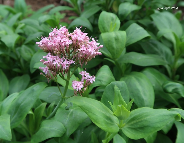 valeriána Veleriana rubra L.