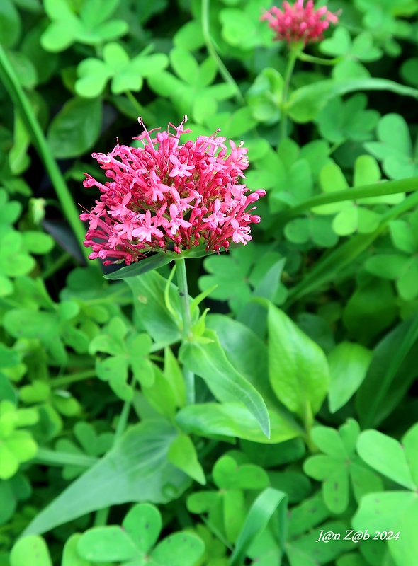 valeriána Veleriana rubra L.