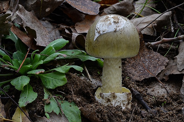 muchotrávka zelená Amanita phalloides (Vaill. ex Fr.) Link