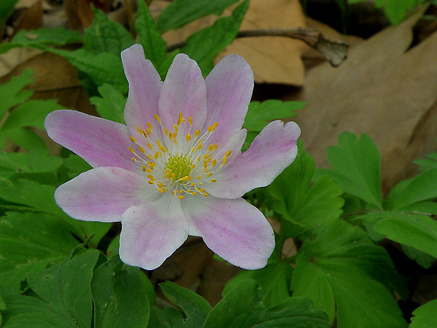 veternica hájna Anemone nemorosa L.