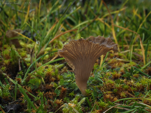 rebrovička lopatkovitá Arrhenia spathulata (Fr.) Redhead