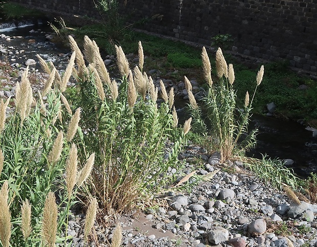 trstina Arundo donax L.