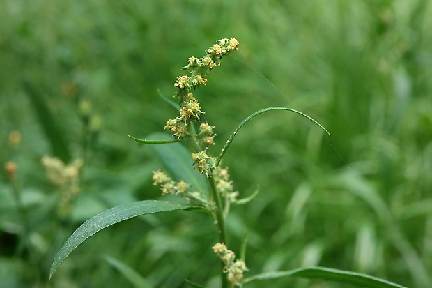 mrlík biely Chenopodium album L.