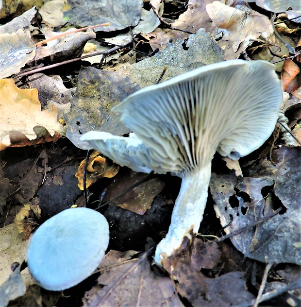 strmuľka anízová Clitocybe odora (Bull.) P. Kumm.