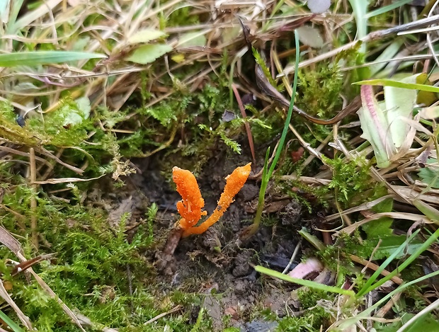 žezlovka hmyzová Cordyceps militaris (Fr.) Link