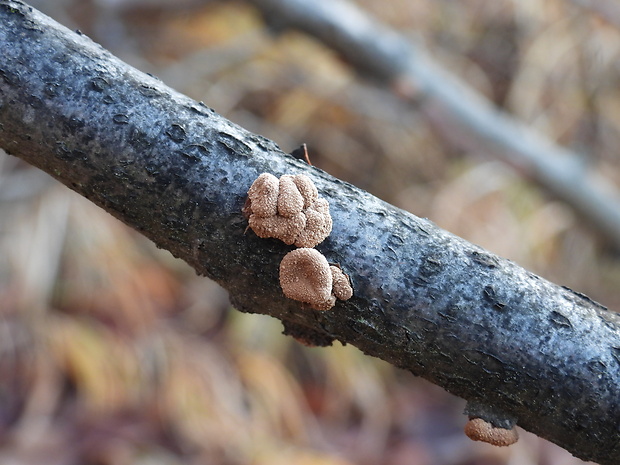 dutinovka otrubnatá Encoelia furfuracea (Roth) P. Karst.