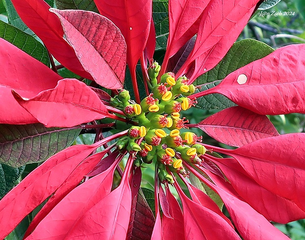 vianočná ruža Euphorbia pulcherrima Willd. ex Klotzsch