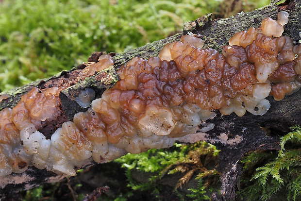 tmavorôsolovec brezový Exidia cartilaginea S. Lundell & Neuhoff