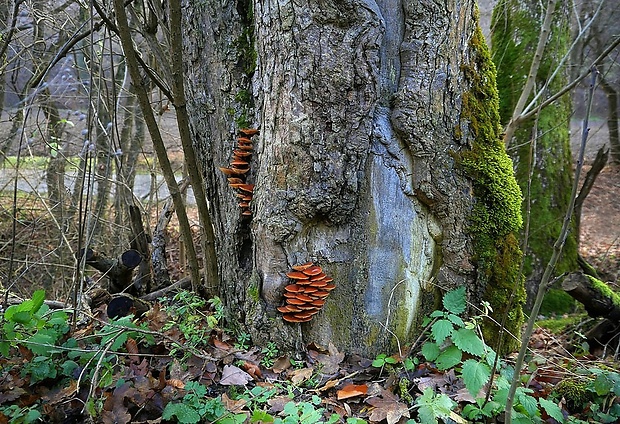 plamienka - biotop Flammulina sp.