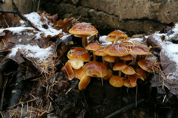 plamienka Flammulina sp.