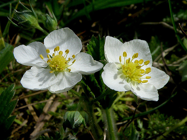 jahoda obyčajná Fragaria vesca L.