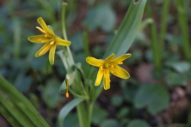 krivec Gagea sp.