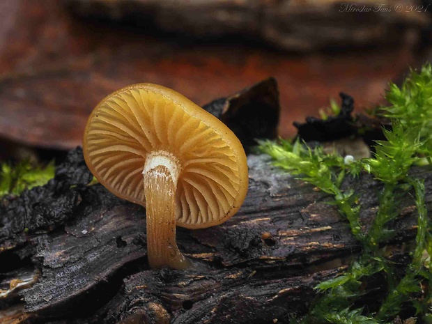 kapucňovka okrovohnedastá Galerina marginata (Batsch) Kühner