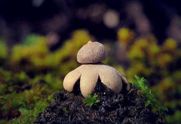 hviezdovka Geastrum sp.