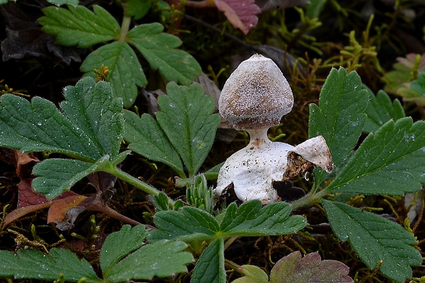 hviezdovka Geastrum sp.