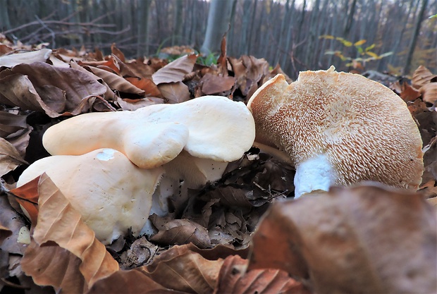 jelenka poprehýbaná Hydnum repandum L.