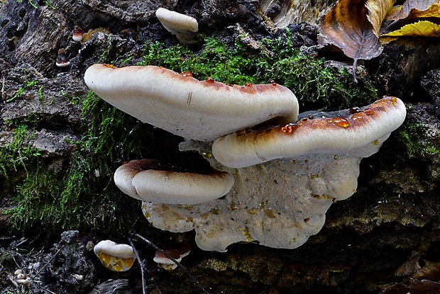 smolokôrovka buková Ischnoderma resinosum (Schrad.) P. Karst.