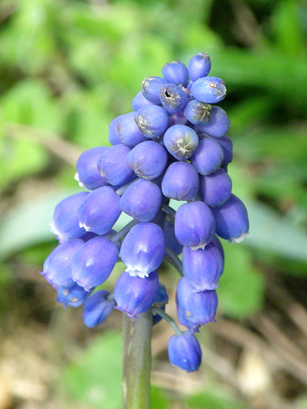 modrica  Muscari sp.