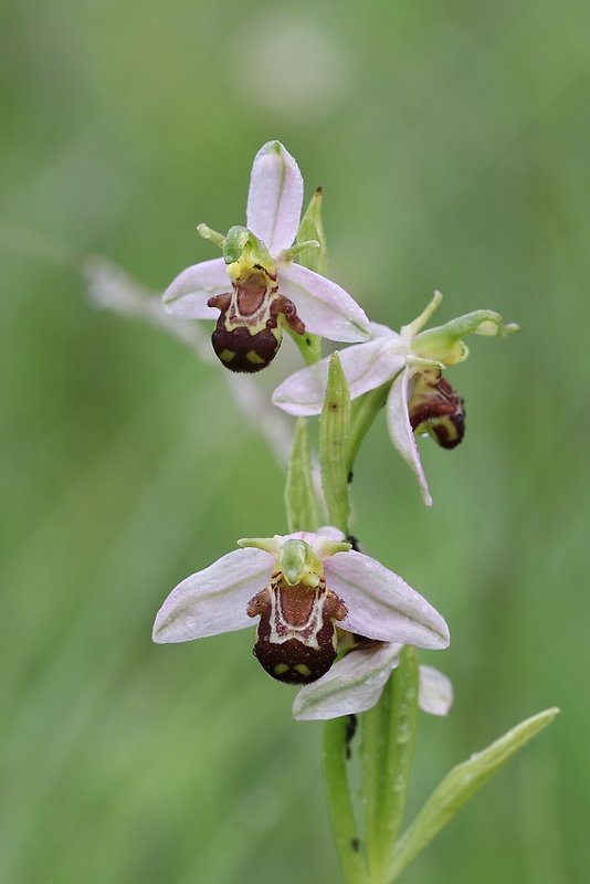 hmyzovník včelovitý Ophrys apifera Huds.