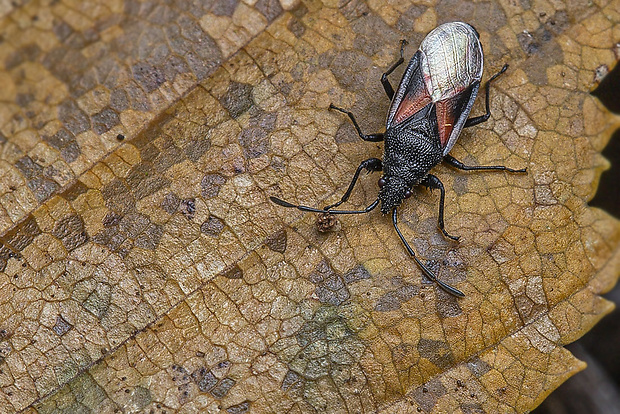 blanatka lipová  Oxycarenus lavaterae