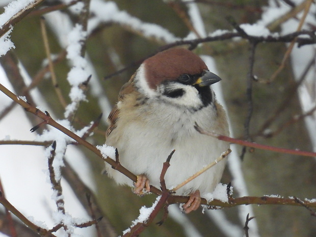 vrabec poľný Passer montanus