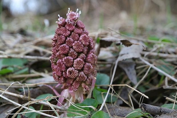 deväťsil lekársky Petasites hybridus (L.) P. Gaertn., B. Mey. et Scherb.