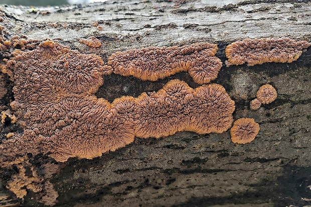 žilnačka oranžová Phlebia radiata Fr.