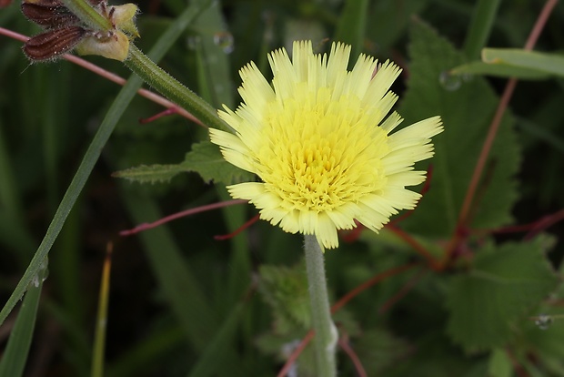 chlpánik obyčajný Pilosella officinarum F. W. Schultz et Sch. Bip.