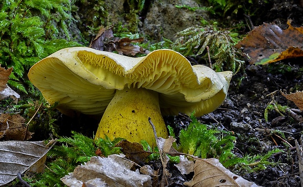 čírovka osiková Tricholoma frondosae Kalamees & Shchukin