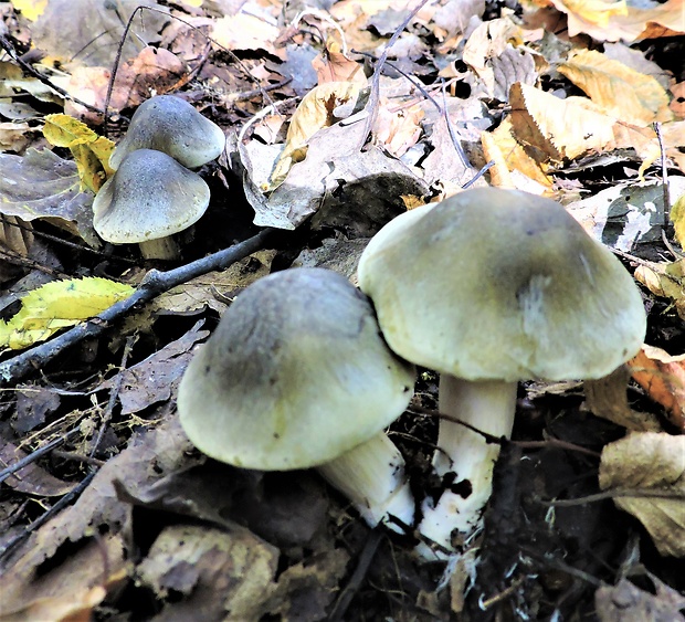 čírovka mydlová Tricholoma saponaceum (Fr.) P. Kumm.