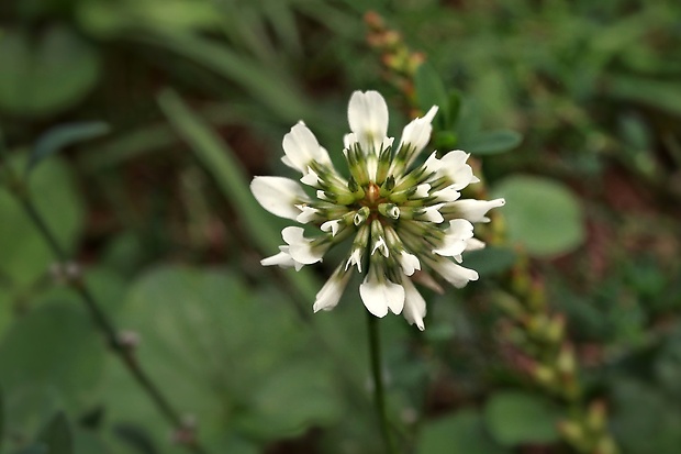 ďatelina plazivá Trifolium repens L.