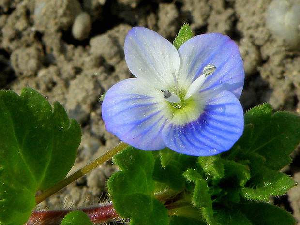 veronika perzská Veronica persica Poir.