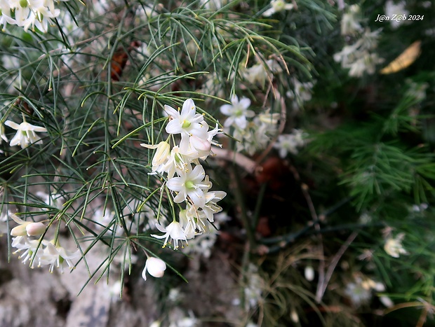 asparágus Asparagus umbellatus subsp. lowei (Kunth) Valdes