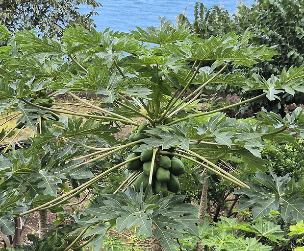 papája Carica papaya L.