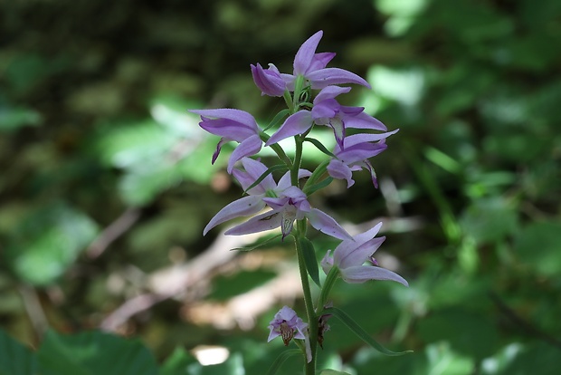 prilbovka červená Cephalanthera rubra (L.) Rich.