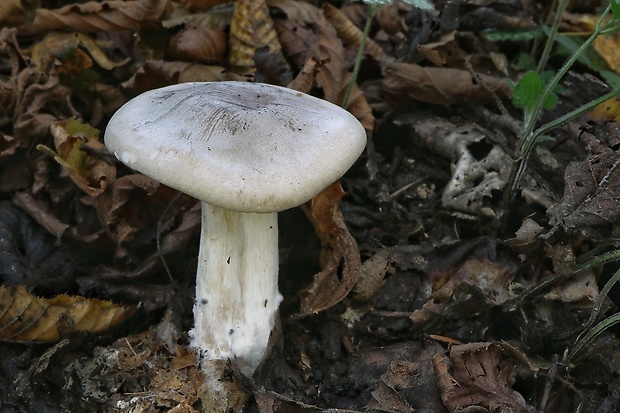 strmuľka inovaťová Clitocybe nebularis (Batsch) P. Kumm.