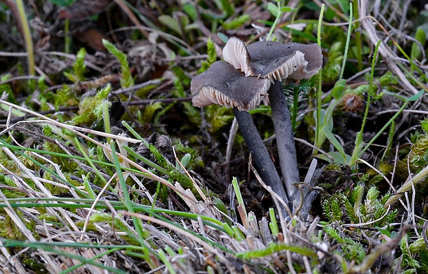 hodvábnica Entoloma asprellum (Fr.) Fayod