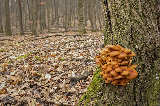 plamienka Flammulina sp.