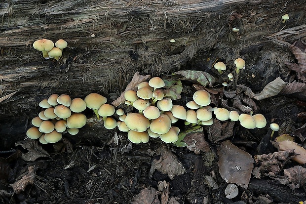 strapcovka zväzkovitá Hypholoma fasciculare (Huds.) P. Kumm.