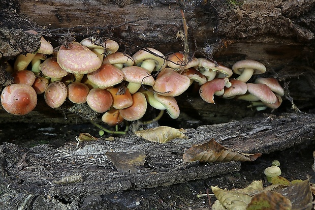 strapcovka tehlovočervená Hypholoma lateritium (Schaeff.) P. Kumm.