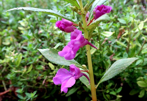 netýkavka balzamínová Impatiens balsamina L.